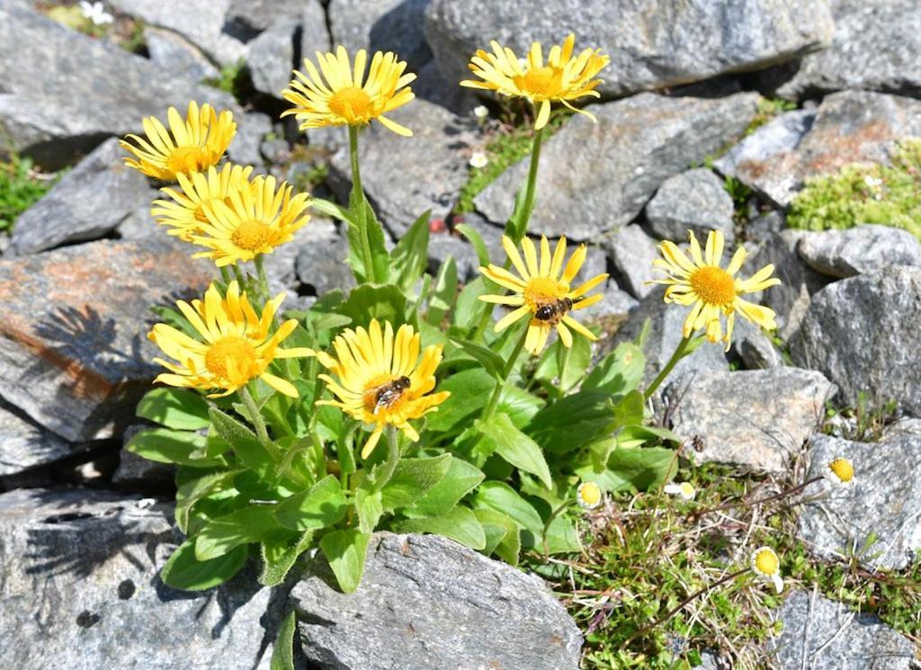 Pension Alpin Mandarfen Exteriör bild